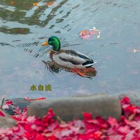 水自流 - 柒琴留韵