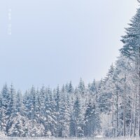Walk Through The Winter - White Snow