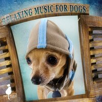 Morning Walk (Rain Sound) - Pet Music Academy