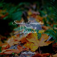Sonidos Relajantes Del Mar - Naturaleza Sonidos & Masaje Tantrico Musica Colección & Academia de Meditação Buddha