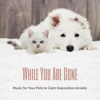 Dog Chill Music - Reiki for Animals