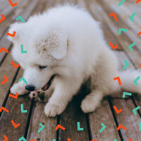 Entertaining Moods for Restless Puppies - Dog Music Experience