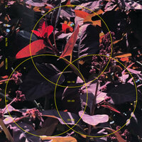 Baby - Baltra