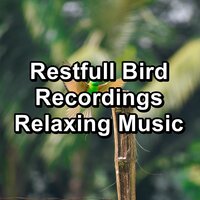 Forest Bird Sound - Bird Sounds & Bird Sounds 2016 & Nature Bird Sounds