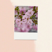 Majestic Ambience for Refreshing Spring - Hintergrundmusik