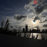 初夏的树林 - 一只千纸鹤