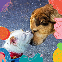 Sublime Dog Therapy - Calm Dog Music