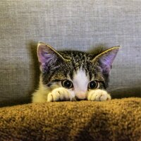 Soft Chords - Music for Relaxing Cats & Cats Music Zone & Music For Cats