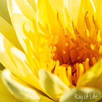 In situ - Notas de Relaxamento & Academia de Relaxamento e Meditação & Música de Relaxamento