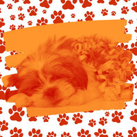 Opulent Ambiance for Sleepy Pups - Dog Music Experience