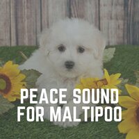 Anxiety Relief Music for Your Dog, Pt. 2 - Dog Music