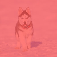 Paradise Like Ambience for Doggy Daycares - Sleeping Music For Dogs