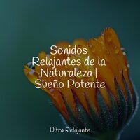 Melancolía Nocturna - Academia de Música con Sonidos de la Naturaleza & Musica Para Niños & Academia de Meditação Buddha