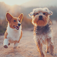 Luxurious Ambiance for Sleeping Puppies - Piano Music for Dogs Ambience