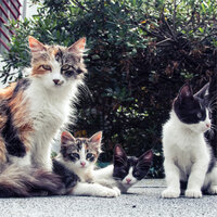 Hypnotic Relief - Jazz Music for Cats & Music for Cats Project & Music for Relaxing Cats