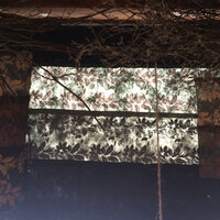 Disappear - Smoke Trees