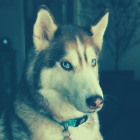 Background for Calm Puppies - Songs for Dogs to Sleep To