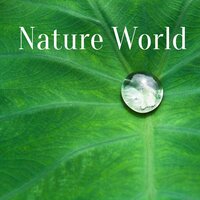 Zen Reflection - Nature Sounds Universe
