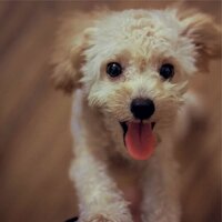 Lullaby - Music for Dogs & Music for Dog's Ear & Dog Music