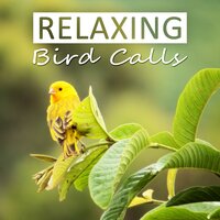 Small Wild Bird Singing - Universe of Nature Orchestra