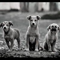 Trio Jazz Soundtrack for Sleeping Pups - Relaxing Dog Music Society
