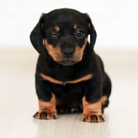 Chilling Music - Relaxing Music for Dogs & Sleepy Dogs & Jazz Music Therapy for Dogs