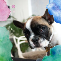 Stellar Tenor Saxophone Solo - Vibe for Well Trained Dogs - Calm Dog Music
