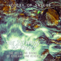 Strong Rainforest River - Voices of Nature