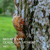 Insects At Night - Nature Vibrations & Yoga & Study Music For Concentration