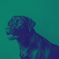 Ambience (Separation Anxiety) - Dog Calming Music Prime