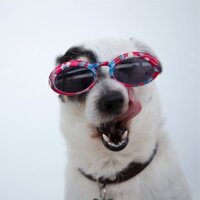 Slumberland Snoozing - Calm Doggy & Pet Care Club & Music for Dogs