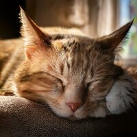 El Ritmo De Las Patitas - Sonido en armonía & Relajación Sonora para Gatitos & Música en Paz para Gatos