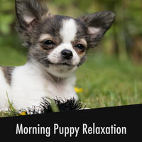 Kick Back Pet Moments - Calming Doggy Relaxation