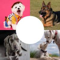 Fantastic - Music - Relax My Puppy