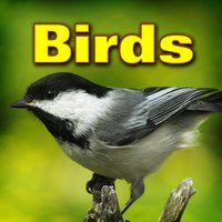 Cardinal Chirping - Dr. Sound Effects