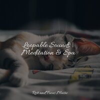 Mystical Forest - Meditation Relaxation Club & Massagem Coleção de Músicas & Exam Study Classical Music