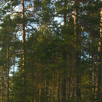 FI3AC2141100 - Aleksi Perala