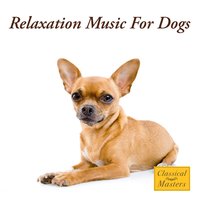 High Spirit Dog - The Dog Whisperer Band