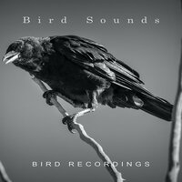 Nature Ambience - Bird Sounds