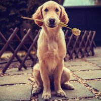 Mindfulness with Birds - Dog Music & Animal and Bird Songs & Sleeping Music Experience