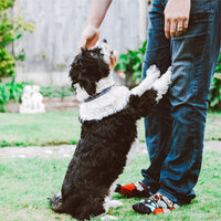 Green - Relaxation Music For Dogs & Dog Music Club & Music for Pets Library