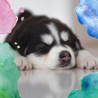 High-class Backdrops for Restless Puppies - Dog Relaxation Music