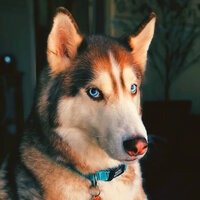 Trio Jazz Soundtrack for Calming Pups - Dog Music Hour