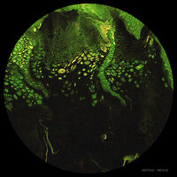 Nexus - Anteac