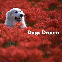 Almost There - Music for Calming Dogs & Music for Leaving Dogs Home Alone & Sleepy Dogs