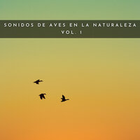 Sonidos De Numenius - #Relajante & Bosque Tropical & Ruido Blanco Hart