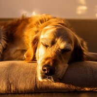 Progresión Del Confortabilidad Canino - Activador de la glándula pineal & Perros y gatos felices & Musica para dormir para perros
