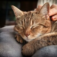 Tonos Tranquilos Para La Noche Del Gato - Innovadores del Lofi & Música tranquila para gatos & Proyecto Música para Gatos