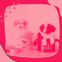 Casual Ambience for Keeping Your Dog Happy - Calming Dog Jazz