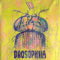 Drosophila - Imp